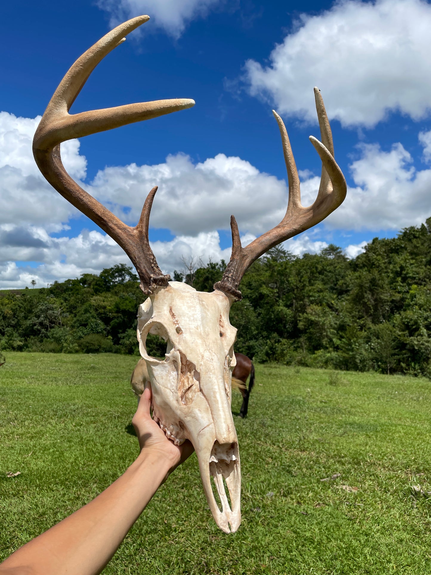 Crânio de Cervo em Tamanho Real