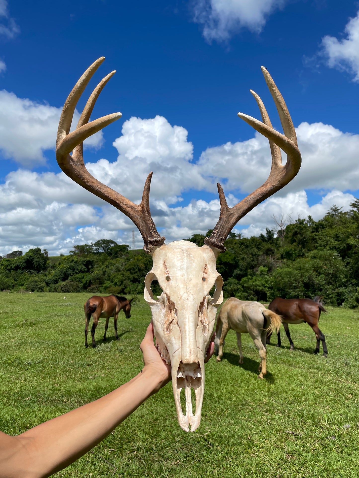 Crânio de Cervo em Tamanho Real