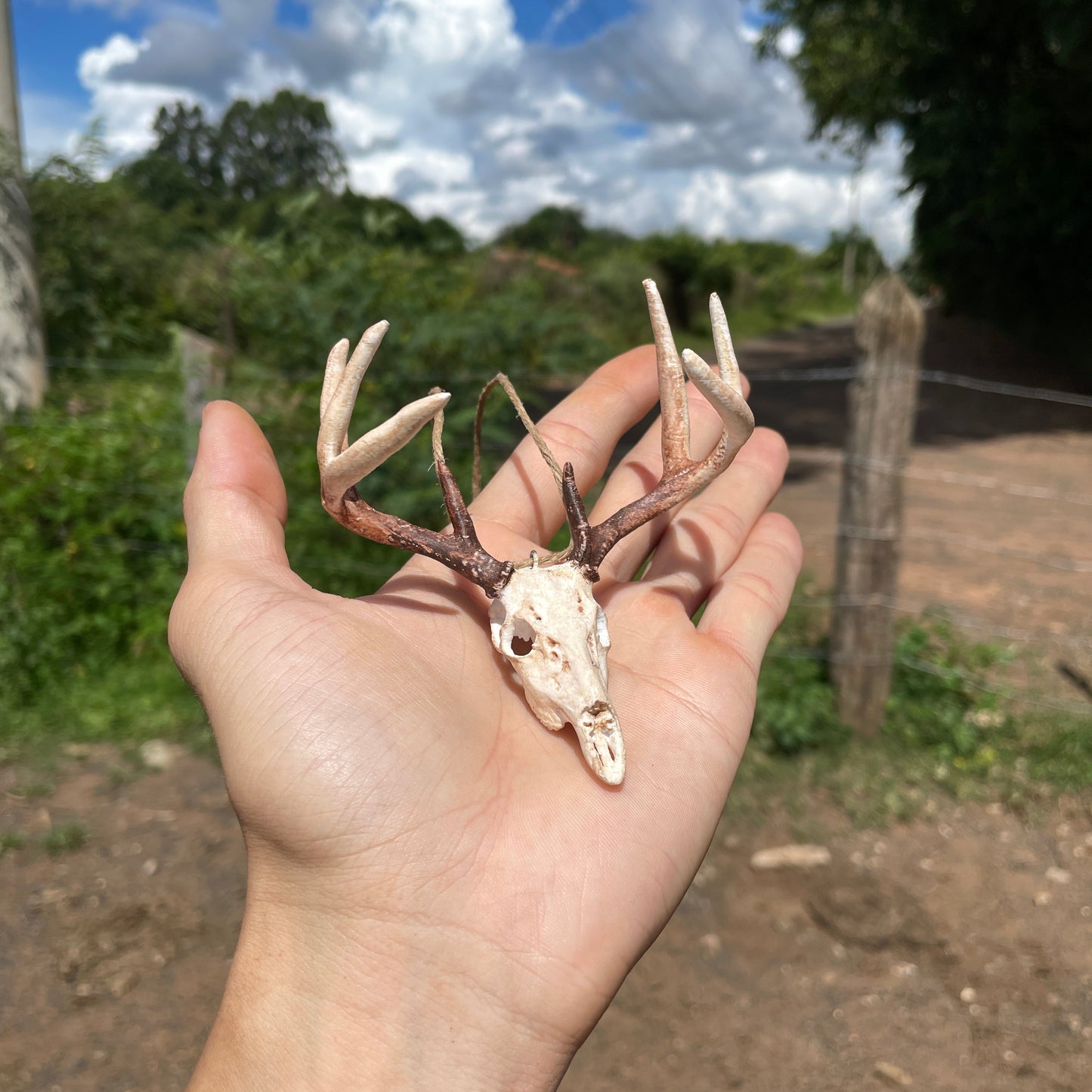 Crânio de Cervo para Retrovisor