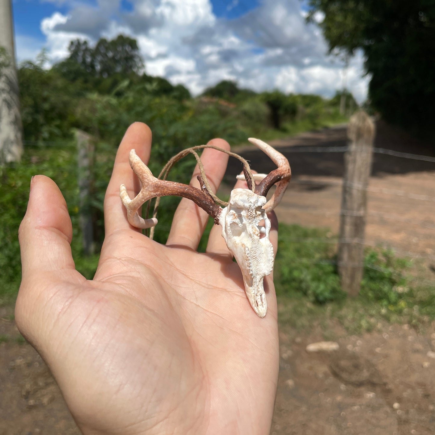 Crânio de Cervo para Retrovisor