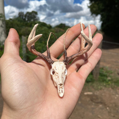 Crânio de Cervo para Retrovisor
