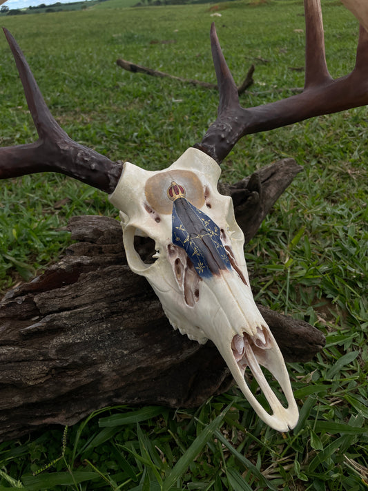 Crânio de Cervo – Nossa Senhora de Aparecida